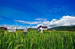 breeding for phosphorus efficient rice pstol1  philippines  2011 1-web